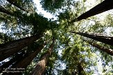 USCA05131597 Muir Woods National Monument