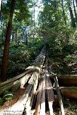 USCA05131599 Muir Woods National Monument
