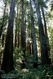 USCA05131600 Muir Woods National Monument