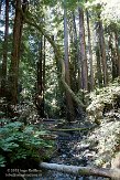 USCA05131604 Muir Woods National Monument
