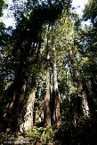 USCA05131612 Muir Woods National Monument