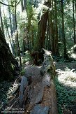 USCA05131614 Muir Woods National Monument