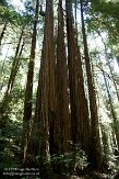 USCA05131616 Muir Woods National Monument