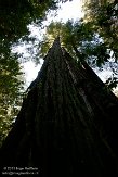 USCA05131622 Muir Woods National Monument
