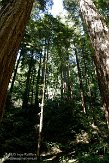 USCA05131632 Muir Woods National Monument