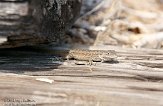 USCA01130067 Westelijke haagleguaan / Sceloporus occidentalis