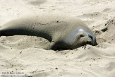 USCA01130444 noordelijke zeeolifant / Mirounga angustirostris