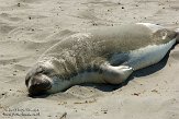 USCA01130465 noordelijke zeeolifant / Mirounga angustirostris