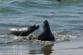 USCA01130473 noordelijke zeeolifant / Mirounga angustirostris