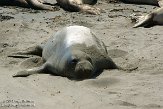 USCA01130486 noordelijke zeeolifant / Mirounga angustirostris