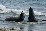 USCA01130522 noordelijke zeeolifant / Mirounga angustirostris
