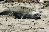 USCA01130525 noordelijke zeeolifant / Mirounga angustirostris
