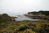 USCA01130121 Point Lobos State Reserve