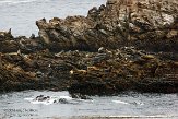 USCA01130650 Californische zeeleeuw / Zalophus californianus Sea lion point