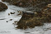 USCA01130654 gewone zeehond / Phoca vitulina