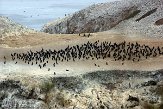 USCA01130655 Brands aalscholver / Phalacrocorax penicillatus Bird island