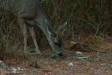USCA01130664 Muildierhert / Odocoileus hemionus