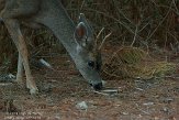 USCA01130666 Muildierhert / Odocoileus hemionus