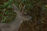 USCA01130669 Muildierhert / Odocoileus hemionus
