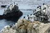 USCA01130673 Brands aalscholver / Phalacrocorax penicillatus Bird island