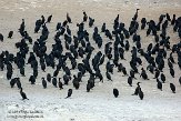USCA01130675 Brands aalscholver / Phalacrocorax penicillatus