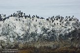 USCA01130684 Brands aalscholver / Phalacrocorax penicillatus Bird island