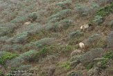 USCA06131727 Tule-wapiti / Cervus canadensis nannodes