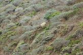 USCA06131741 Tule-wapiti / Cervus canadensis nannodes