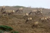 USCA06131771 Tule-wapiti / Cervus canadensis nannodes
