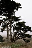 USCA06131784 Point Reyes National Seashore