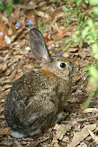 USCA11131915 woestijnkatoenstaartkonijn / Sylvilagus audubonii