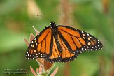 USCA11131918 monarchvlinder / Danaus plexippus