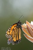 USCA11131921 monarchvlinder / Danaus plexippus