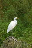 USCA11131934 grote zilverreiger / Ardea alba
