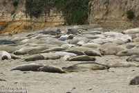 Año Nuevo State Park