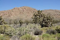 Mojave National Preserve