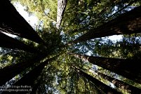 Muir Woods National Monument