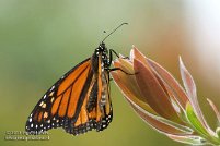 San Diego