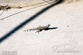 USCA1171670 Westelijke haagleguaan / Sceloporus occidentalis