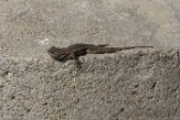 USCA1170963 Westelijke haagleguaan / Sceloporus occidentalis
