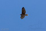 USCA1171009 roodstaartbuizerd / Buteo jamaicensis