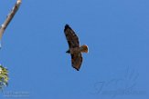 USCA1171011 roodstaartbuizerd / Buteo jamaicensis