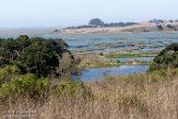 USCA1171014 Elkhorn Slough Reserve