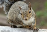 USCA1172565 grijze eekhoorn / Sciurus carolinensis