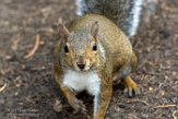 USCA1172566 grijze eekhoorn / Sciurus carolinensis
