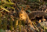 USCA1172573 grijze eekhoorn / Sciurus carolinensis