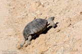 USCA1171929 woestijnschildpad / Gopherus agassizii