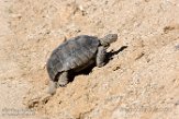 USCA1171931 woestijnschildpad / Gopherus agassizii