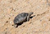 USCA1171933 woestijnschildpad / Gopherus agassizii