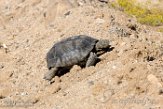 USCA1171935 woestijnschildpad / Gopherus agassizii